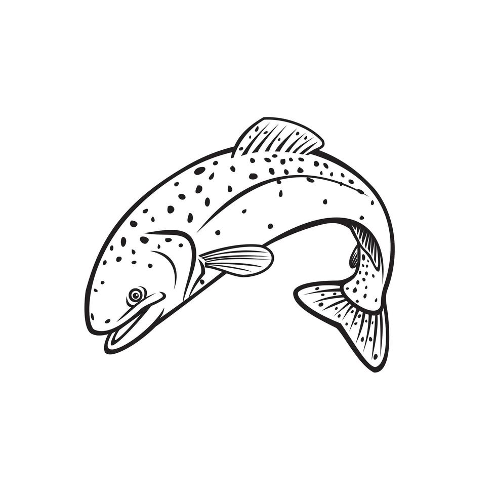 Steelhead Rainbow Trout or Columbia River Redband Trout Jumping vector