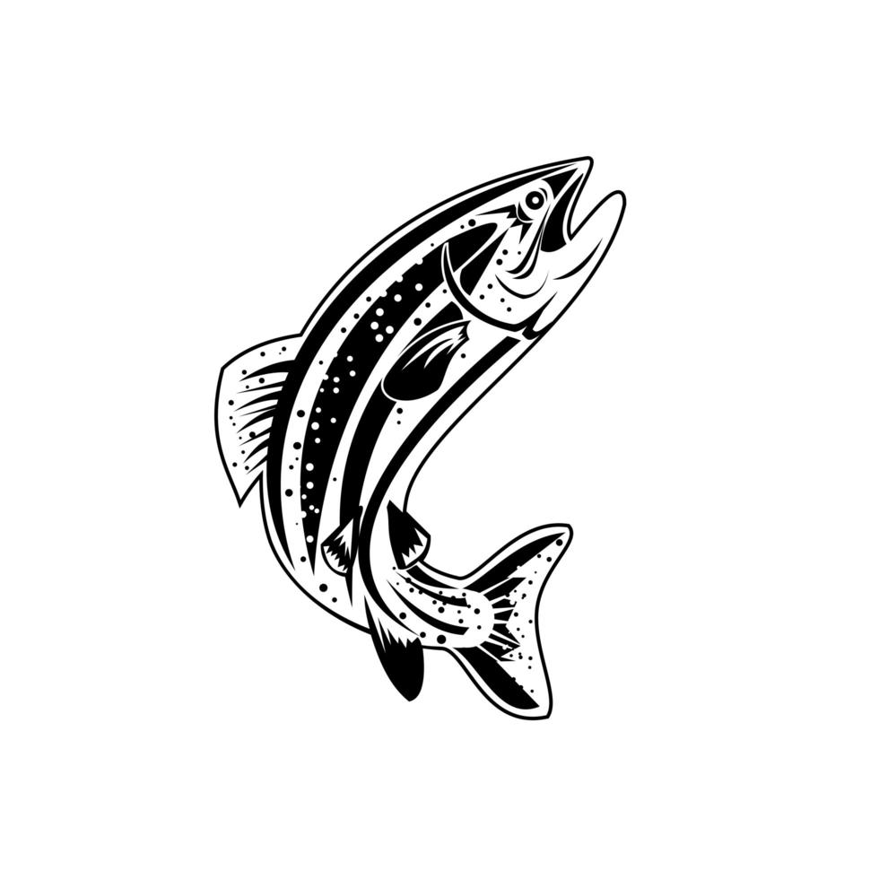 Columbia River Redband Trout,  Inland Redband Trout vector