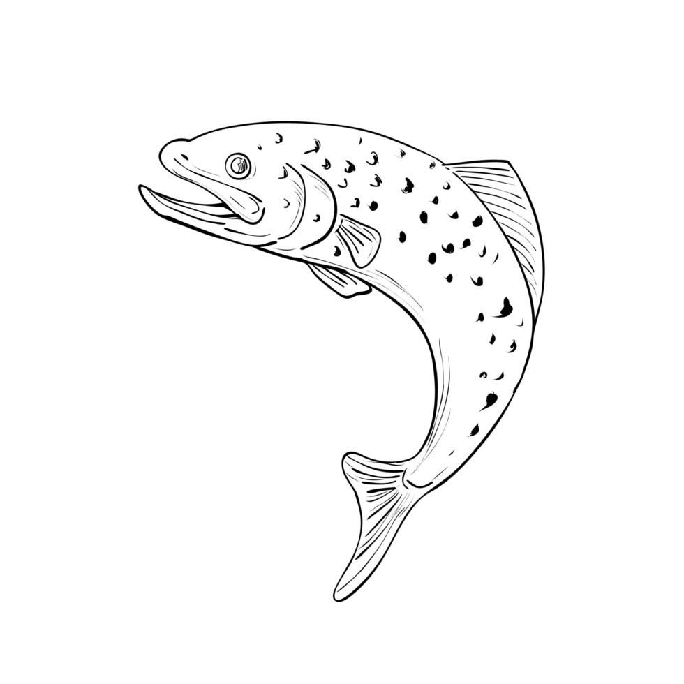 Spotted Trout Jumping Up Drawing Black and White vector