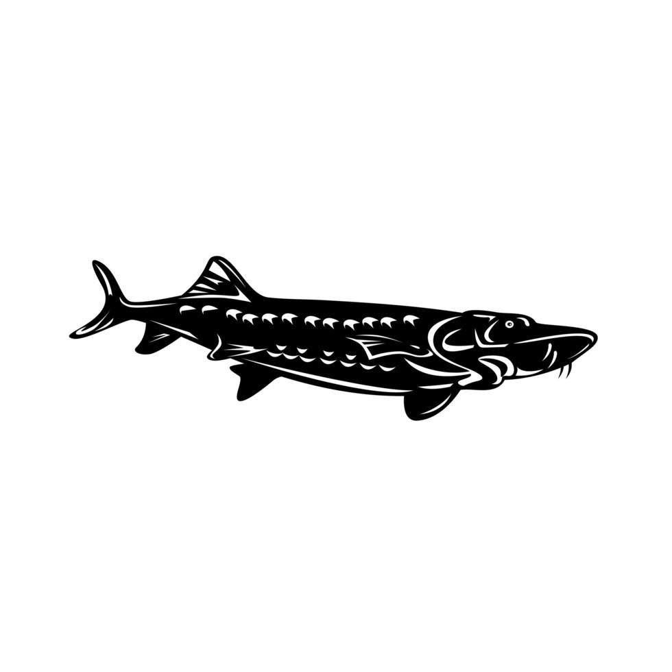 Atlantic Sturgeon Acipenser Oxyrinchus Oxyrinchus Swimming vector