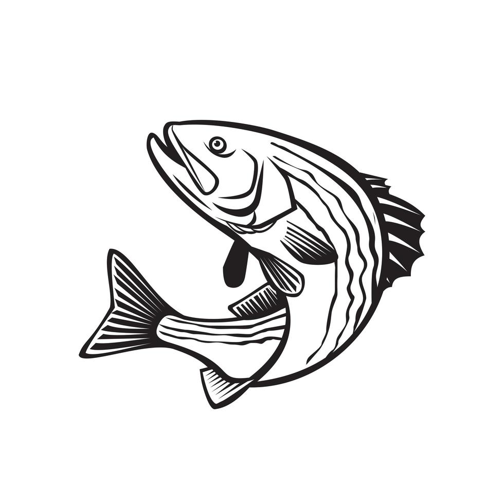 Striped Bass Morone Saxatilis, Atlantic Striped Bass 1913063 Vector Art