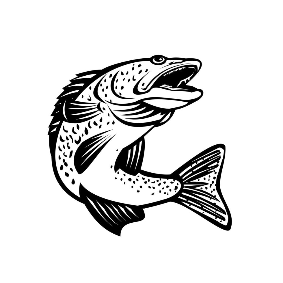 Walleye Pikeperch Pickerel or Yellow Pike Jumping Up Retro vector