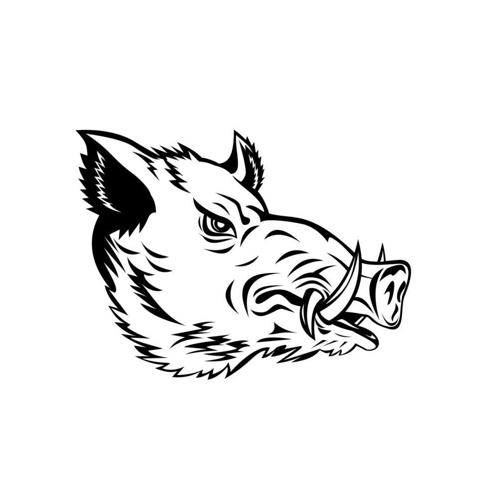 Wild Boar Common Wild Pig or Wild Swine Head vector