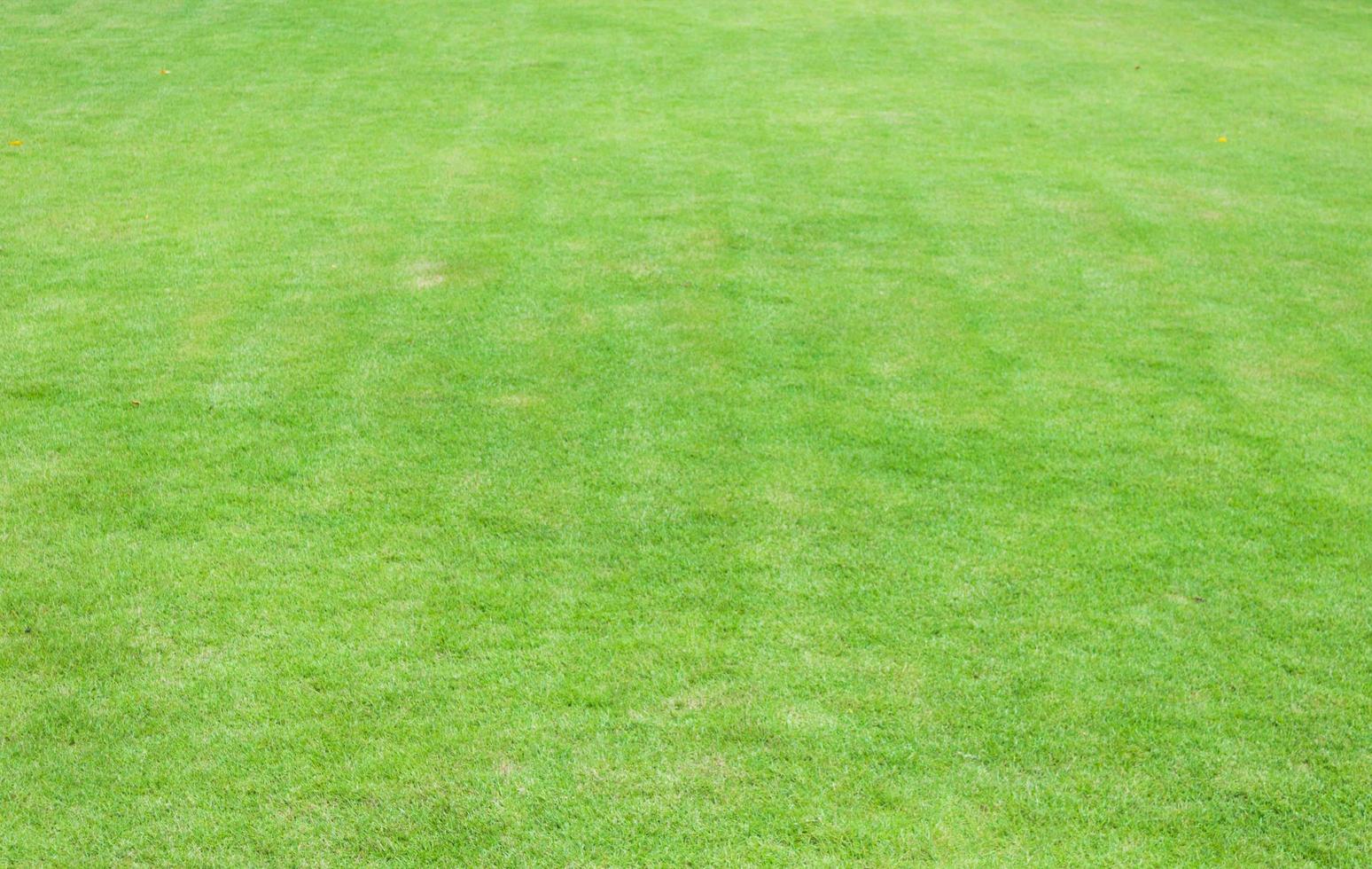 Green grass background photo