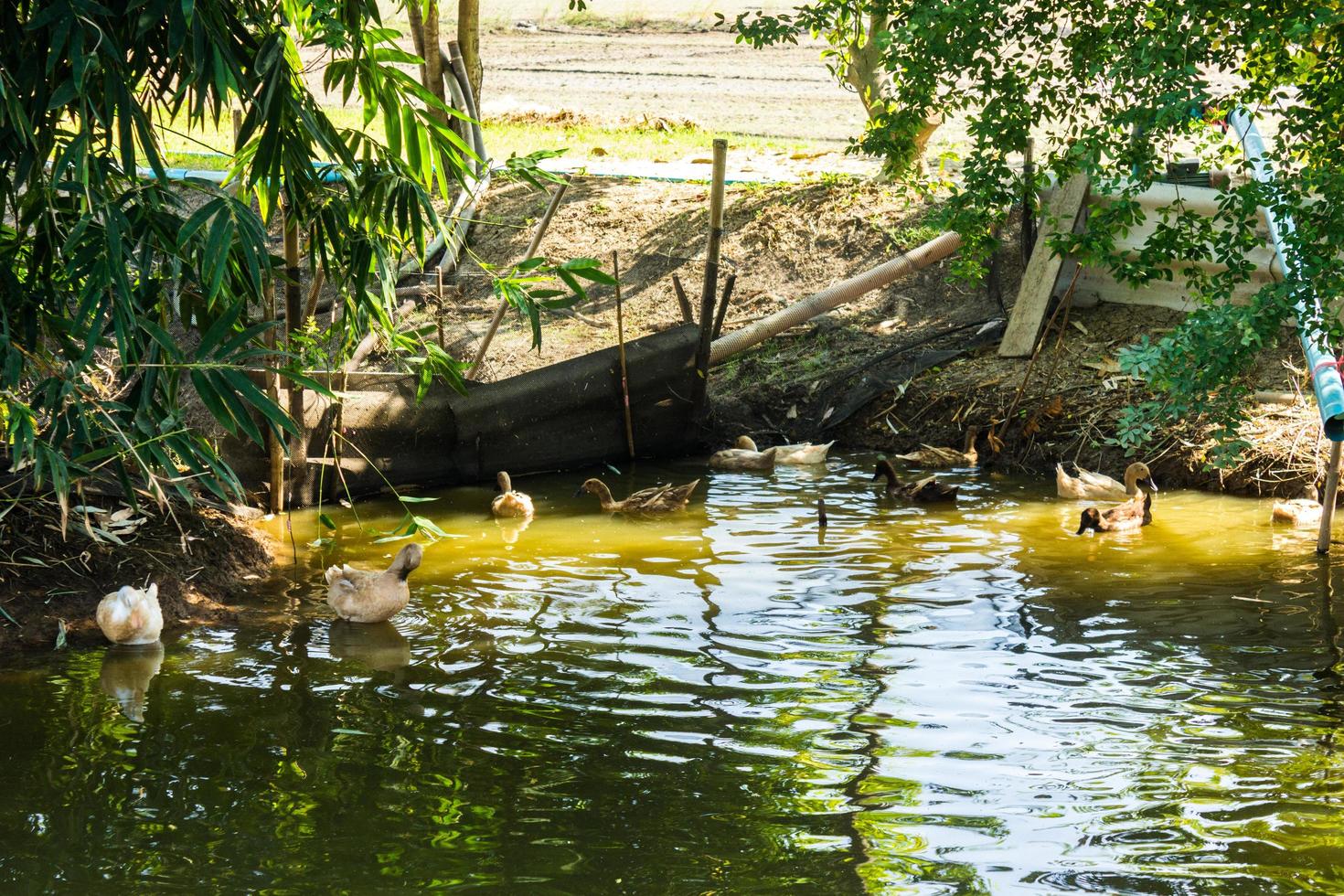 grupo de patos nadando en un pantano foto