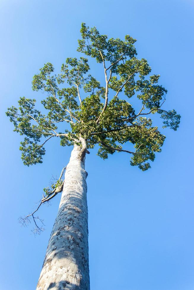 View looking up at tall tree with blue sky photo