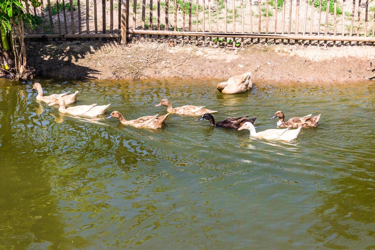 grupo de patos nadando en un pantano foto