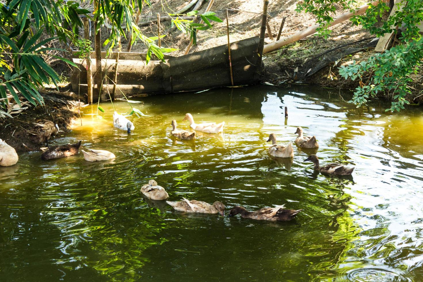 grupo de patos nadando en un pantano foto