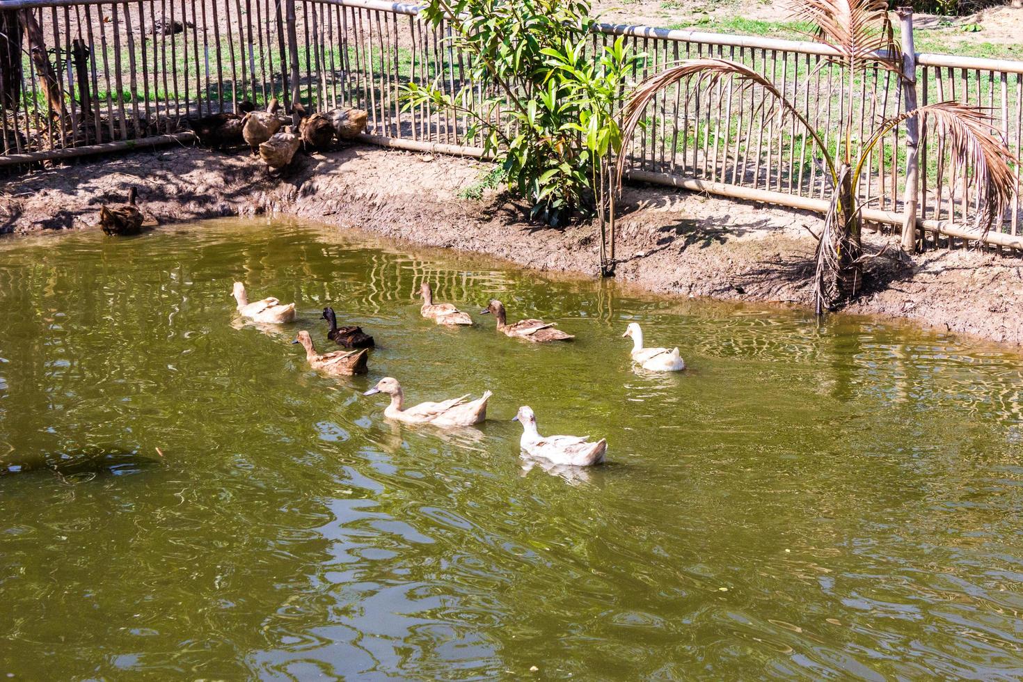 grupo de patos nadando en un pantano foto