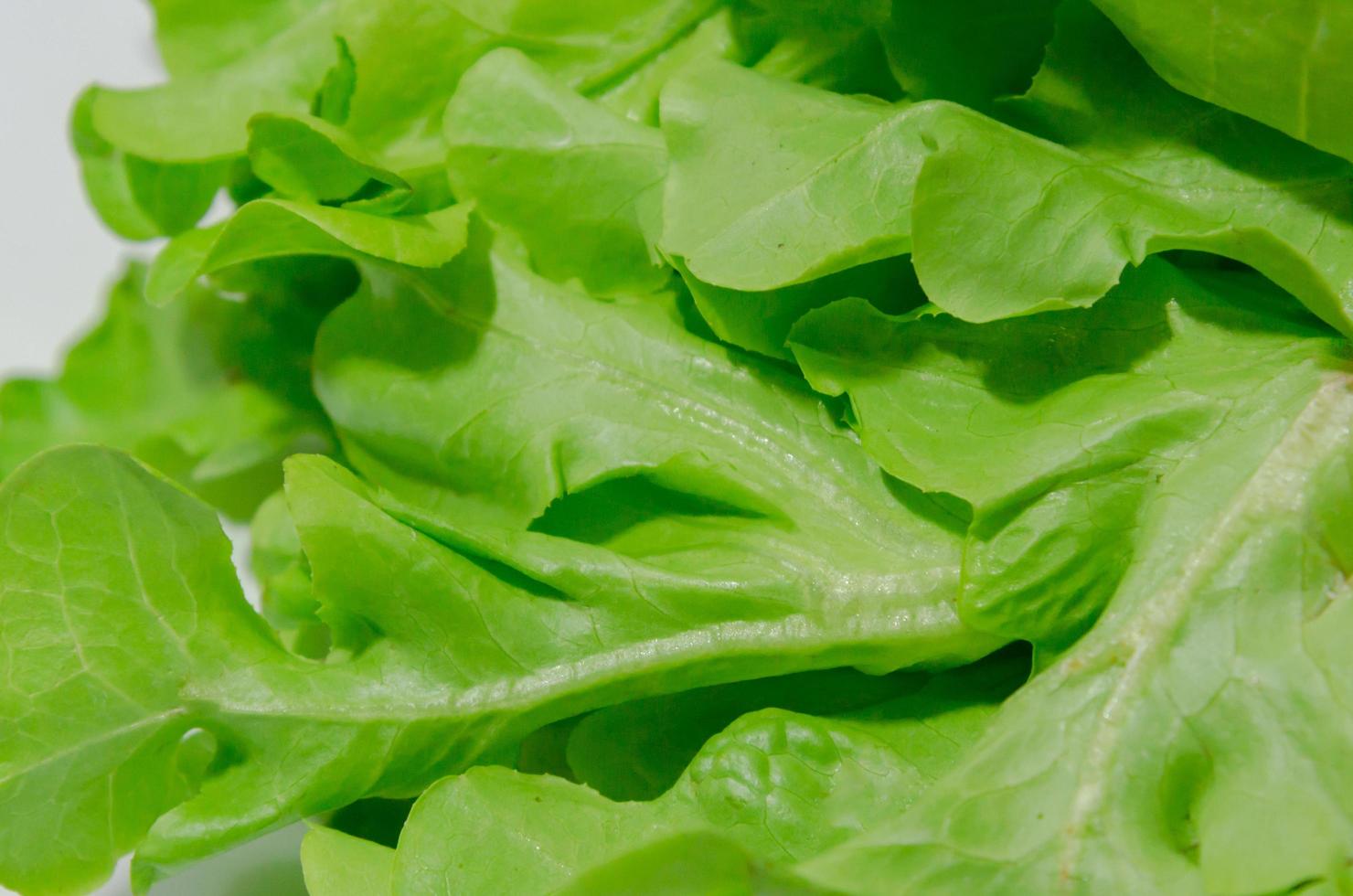 Green oak lettuce photo