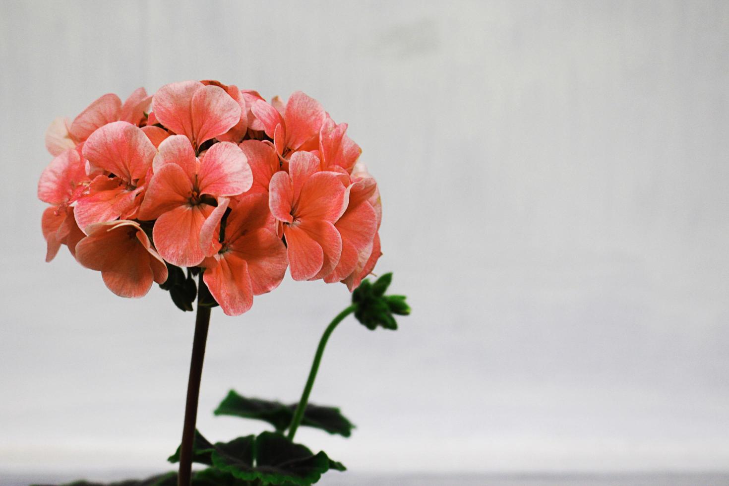 Coral hydrangea flower photo