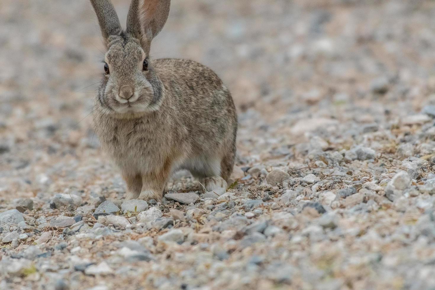 Rabbit in the Desert photo