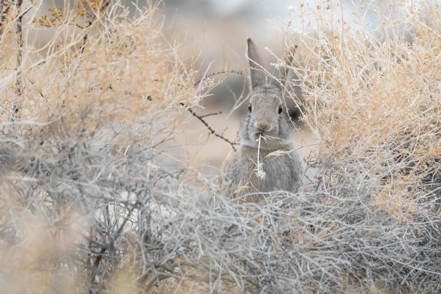 Rabbits in bushes photo