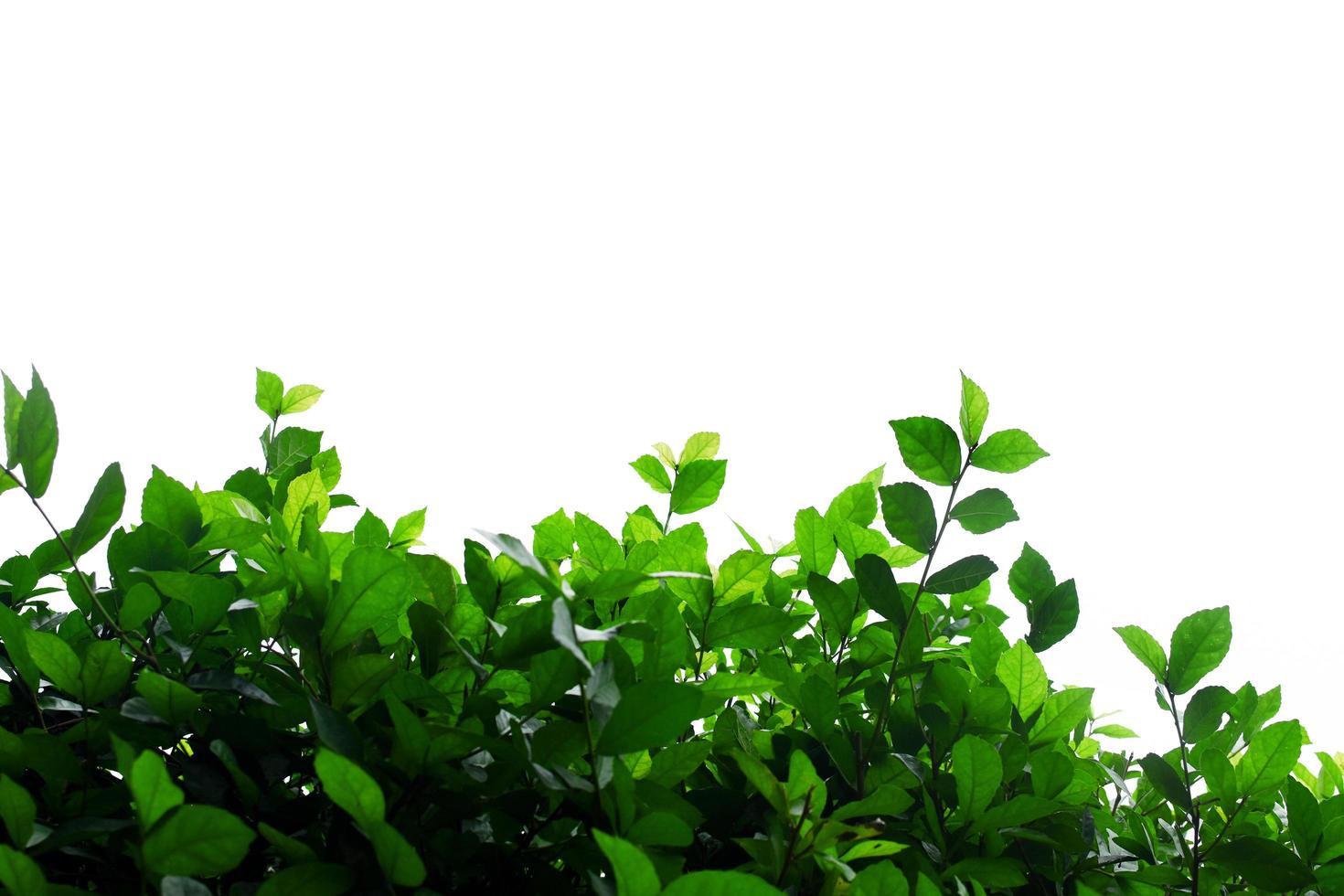 arbusto verde sobre fondo blanco foto