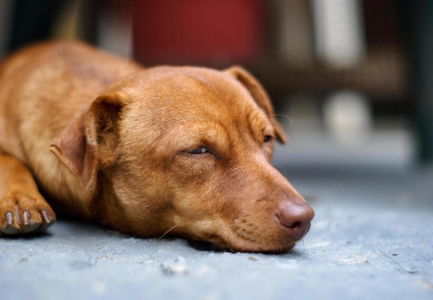 Stray dog resting on the ground photo