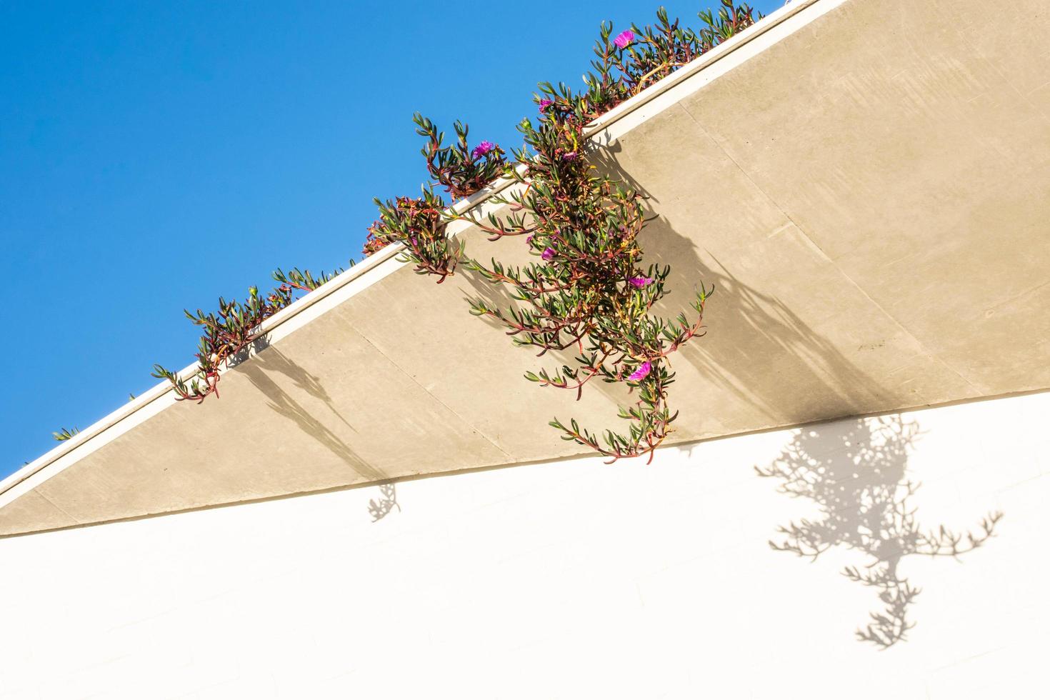 Flowering creepers on roof photo