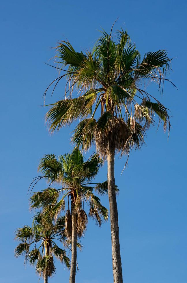 Palm trees against blue sky photo
