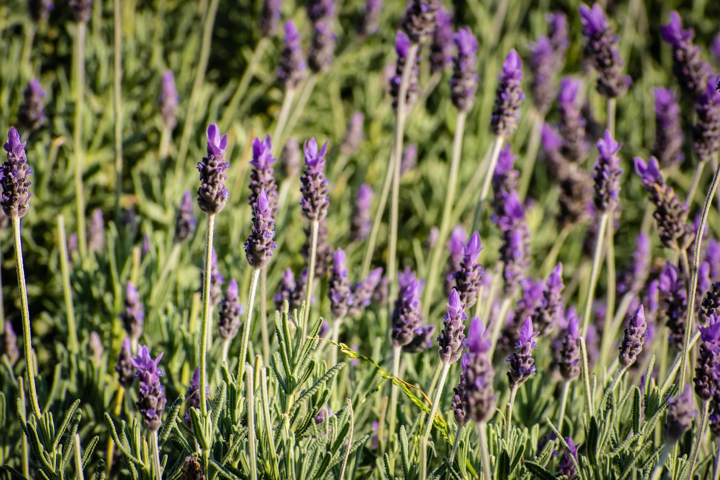 exuberante arbusto de lavanda foto