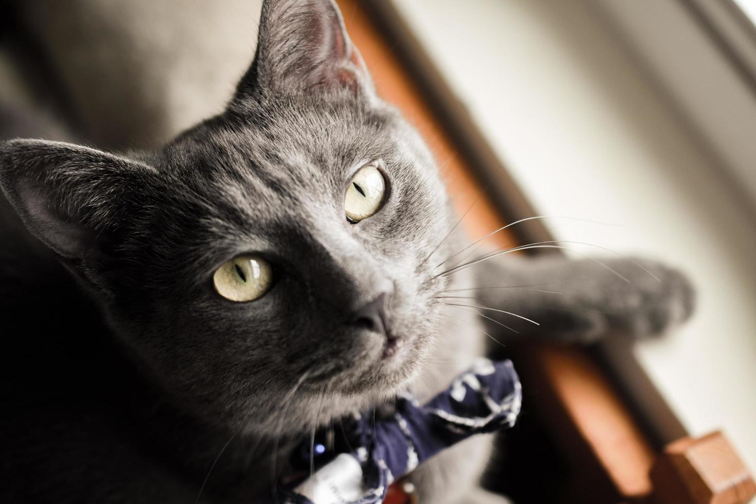 gato gris con pajarita azul y blanca foto