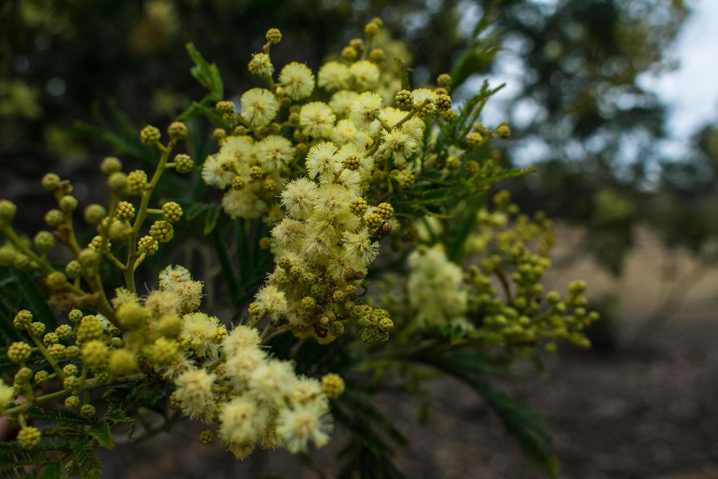 Golden wattle flowers photo