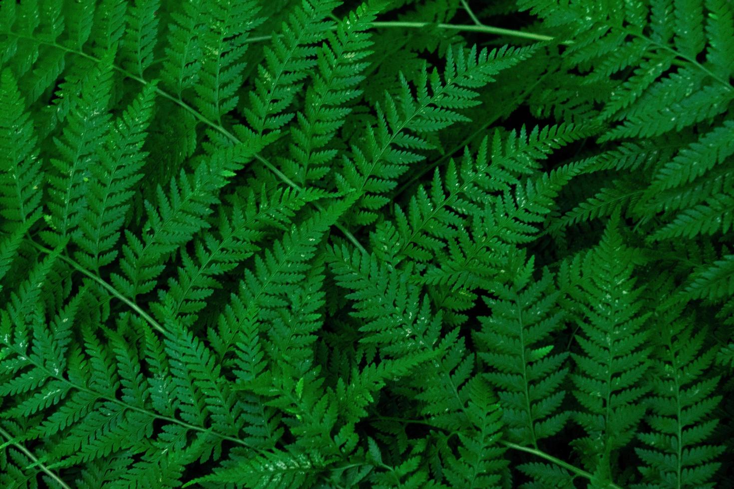 Forest of Ferns Ferns photo