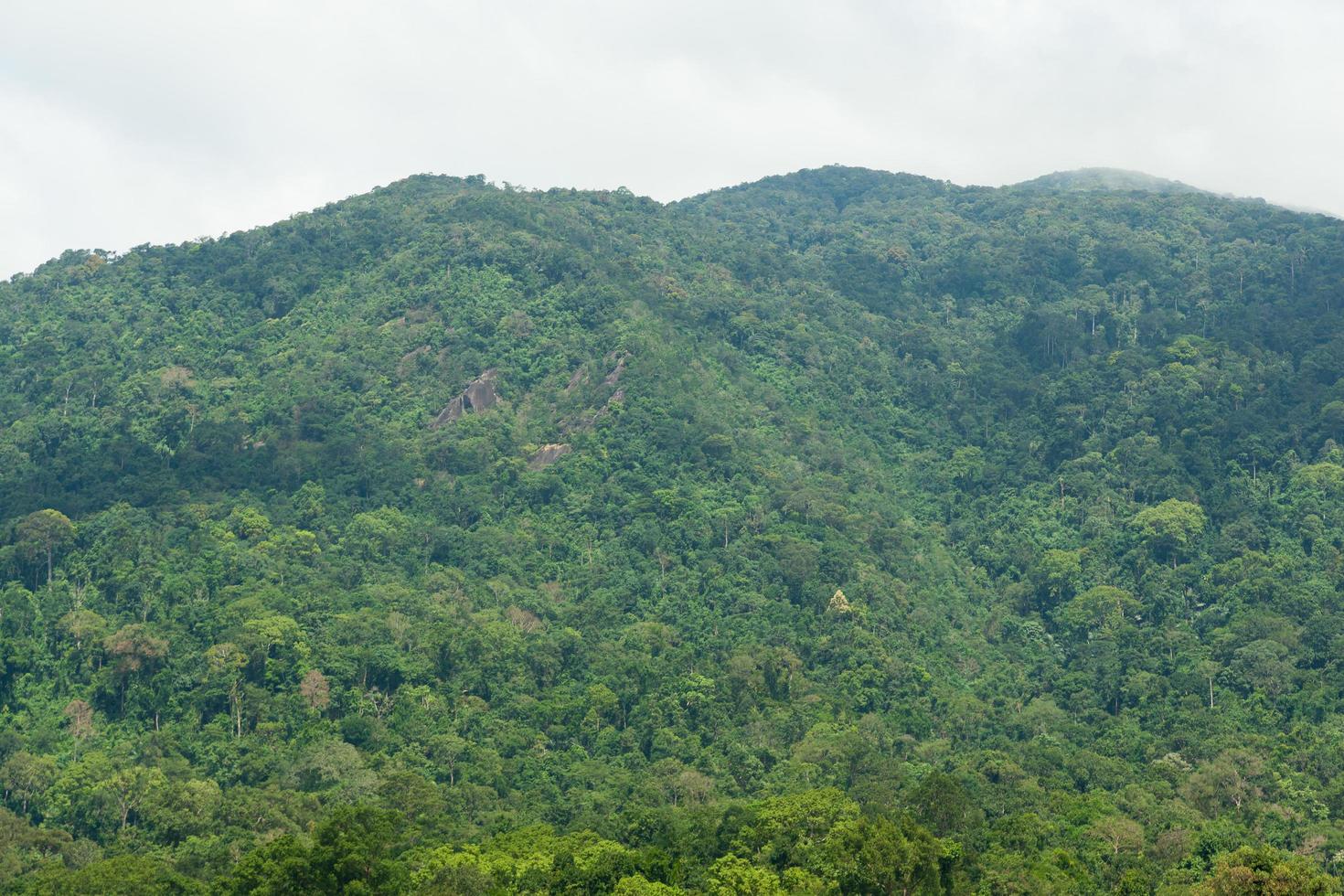 Tree covered mountain photo