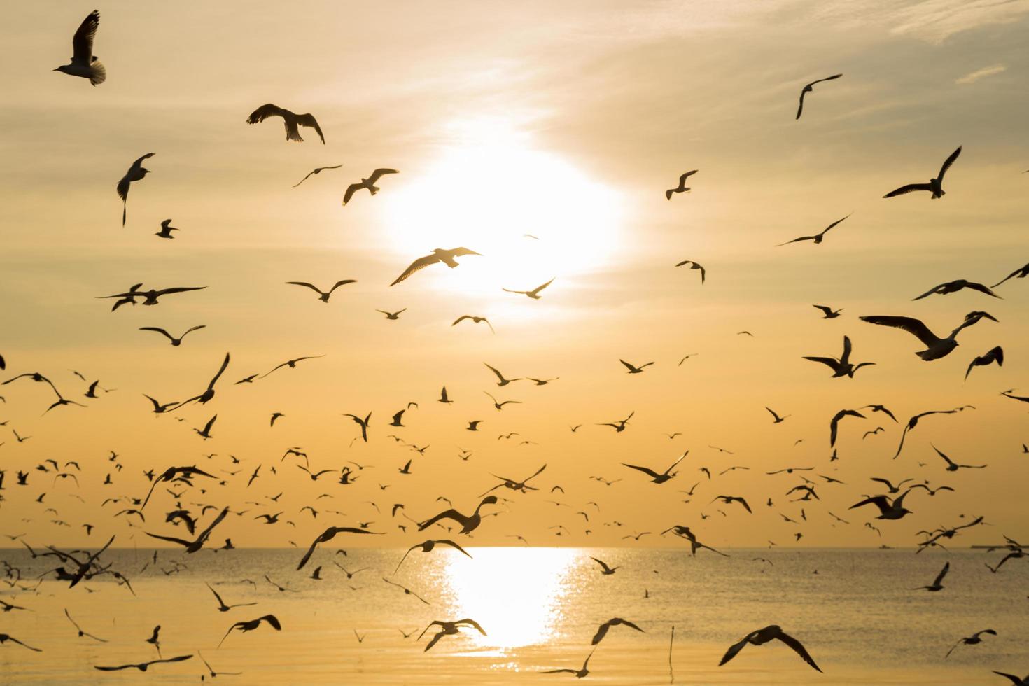 Seagulls flying at sunset photo