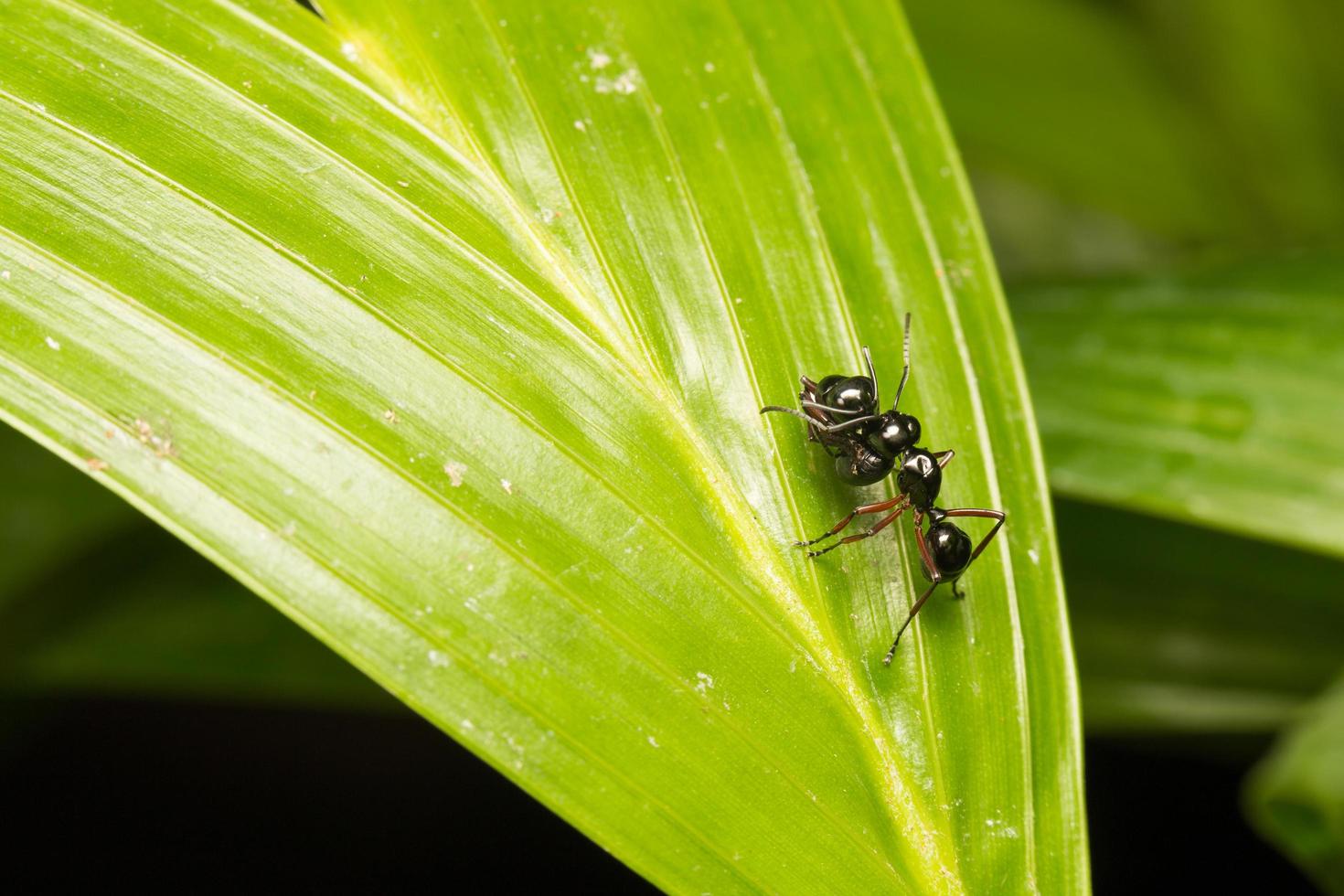 Black ant on a leaf photo