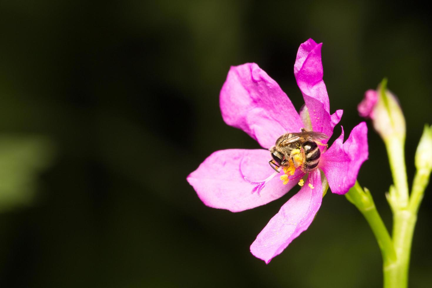 abeja buscando néctar en una flor foto