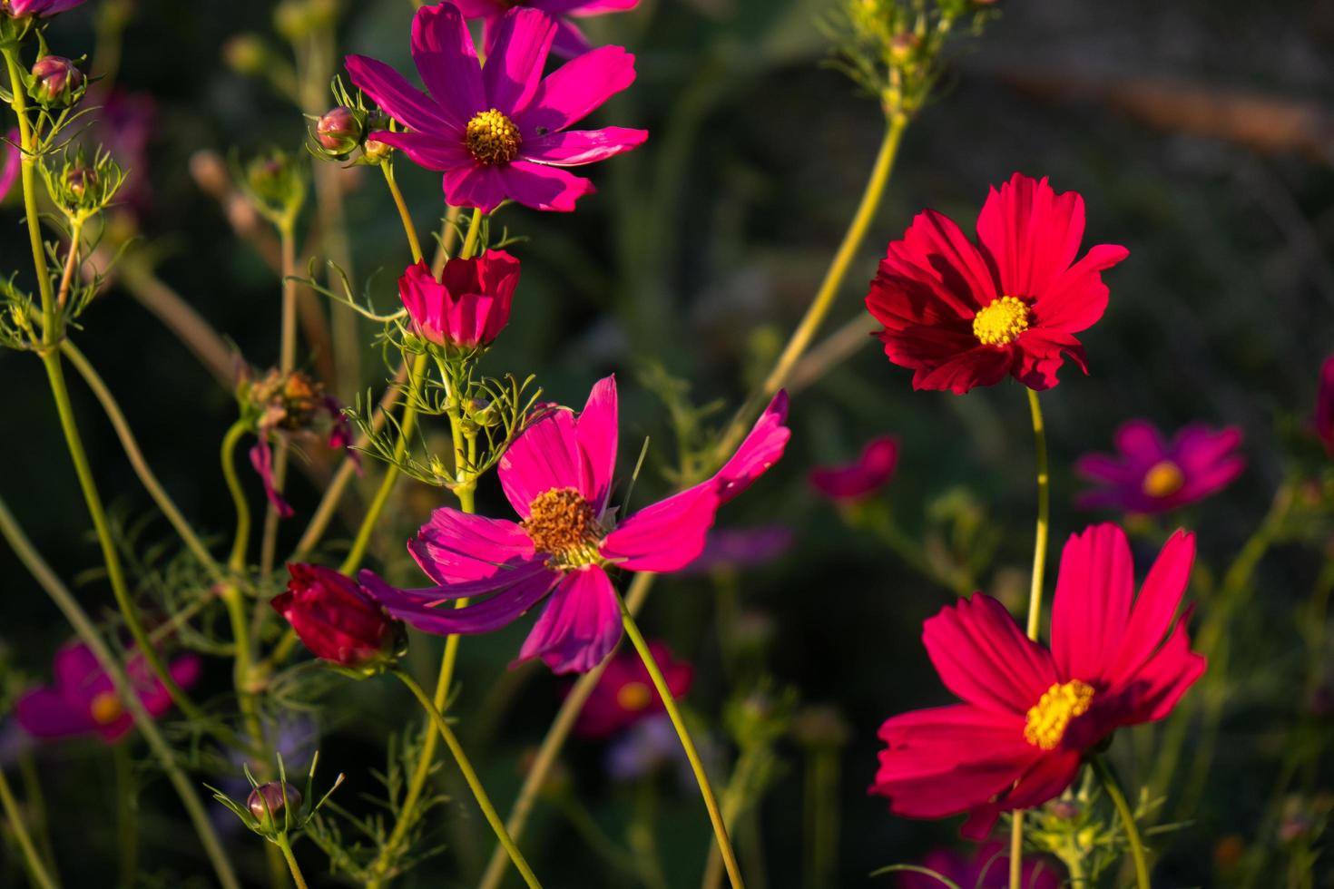 flores silvestres en colorado foto