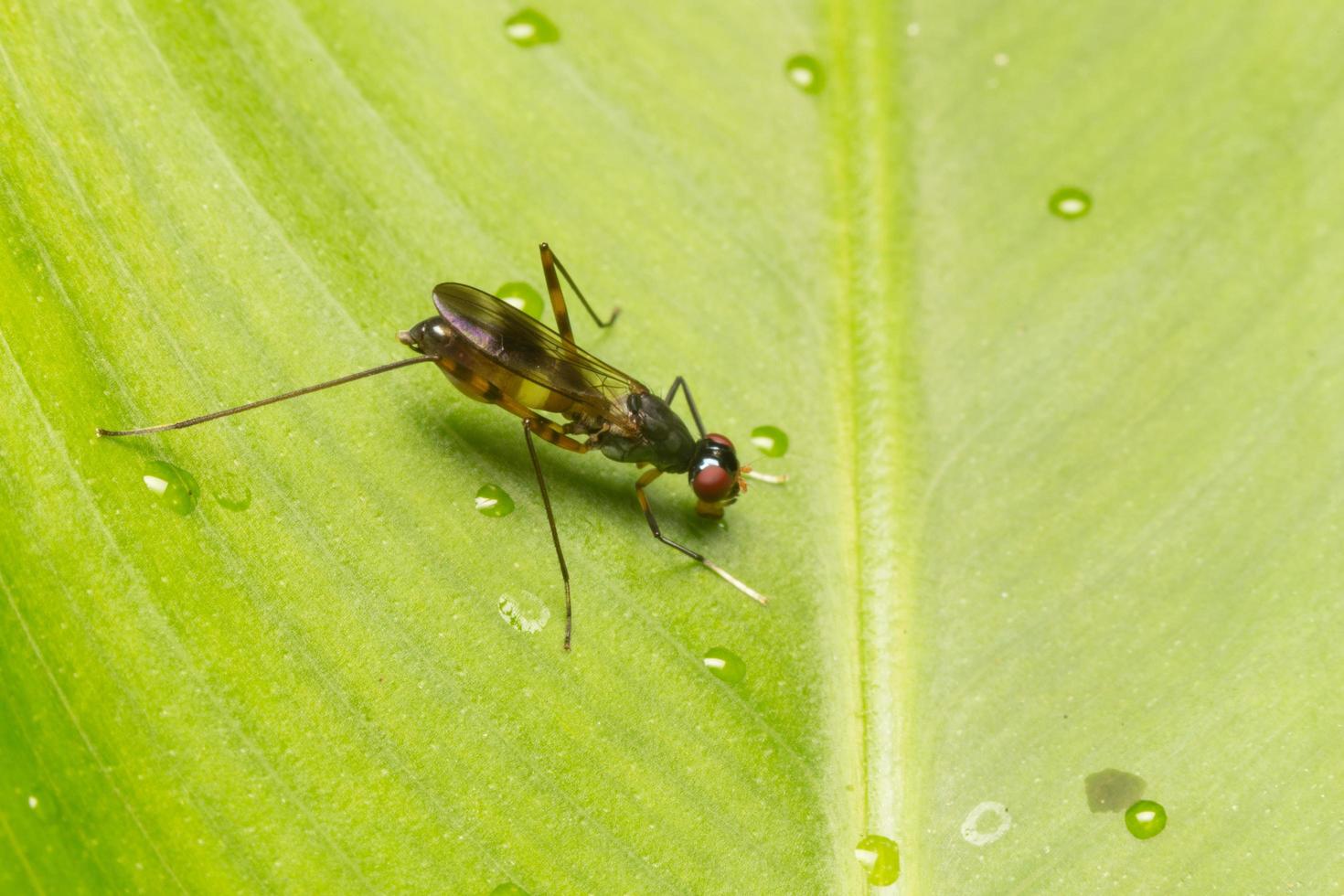 Small insect on a leaf photo