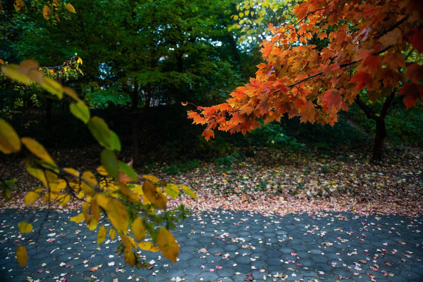 Fall trees in Prospect Park, Brooklyn, New York photo