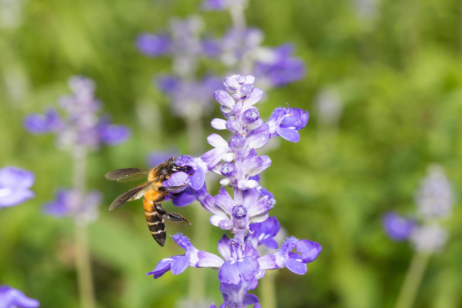 abeja buscando néctar en una flor foto