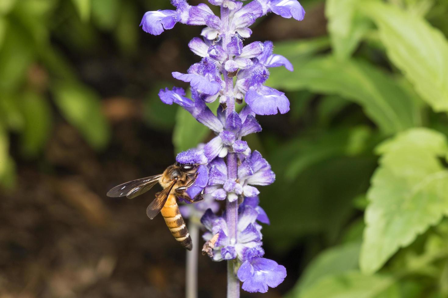 abeja buscando néctar en una flor foto