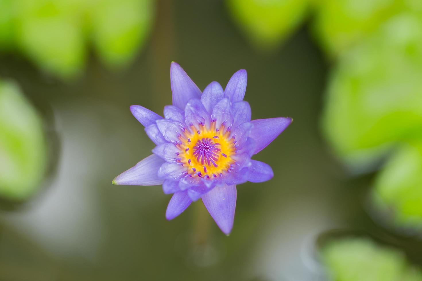 flor de loto azul foto