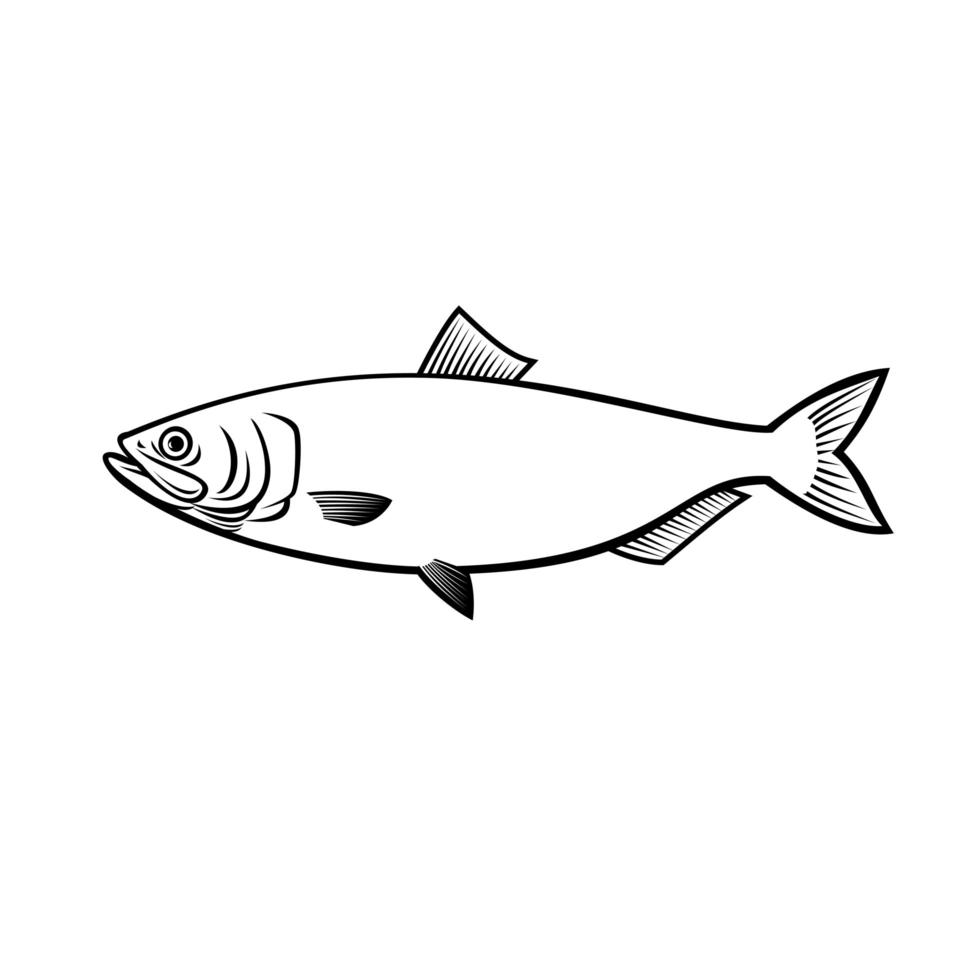 Blueback Herring or Blueback Shad Alosa Aestivalis Side View Stencil Black and White vector