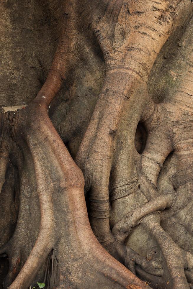 tronco del arbol foto