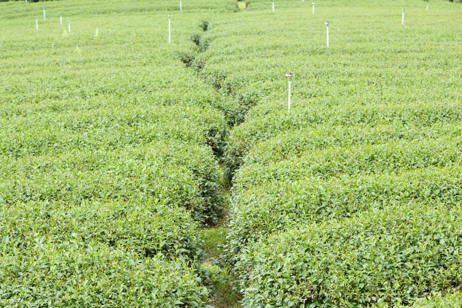 granja de té en tailandia foto