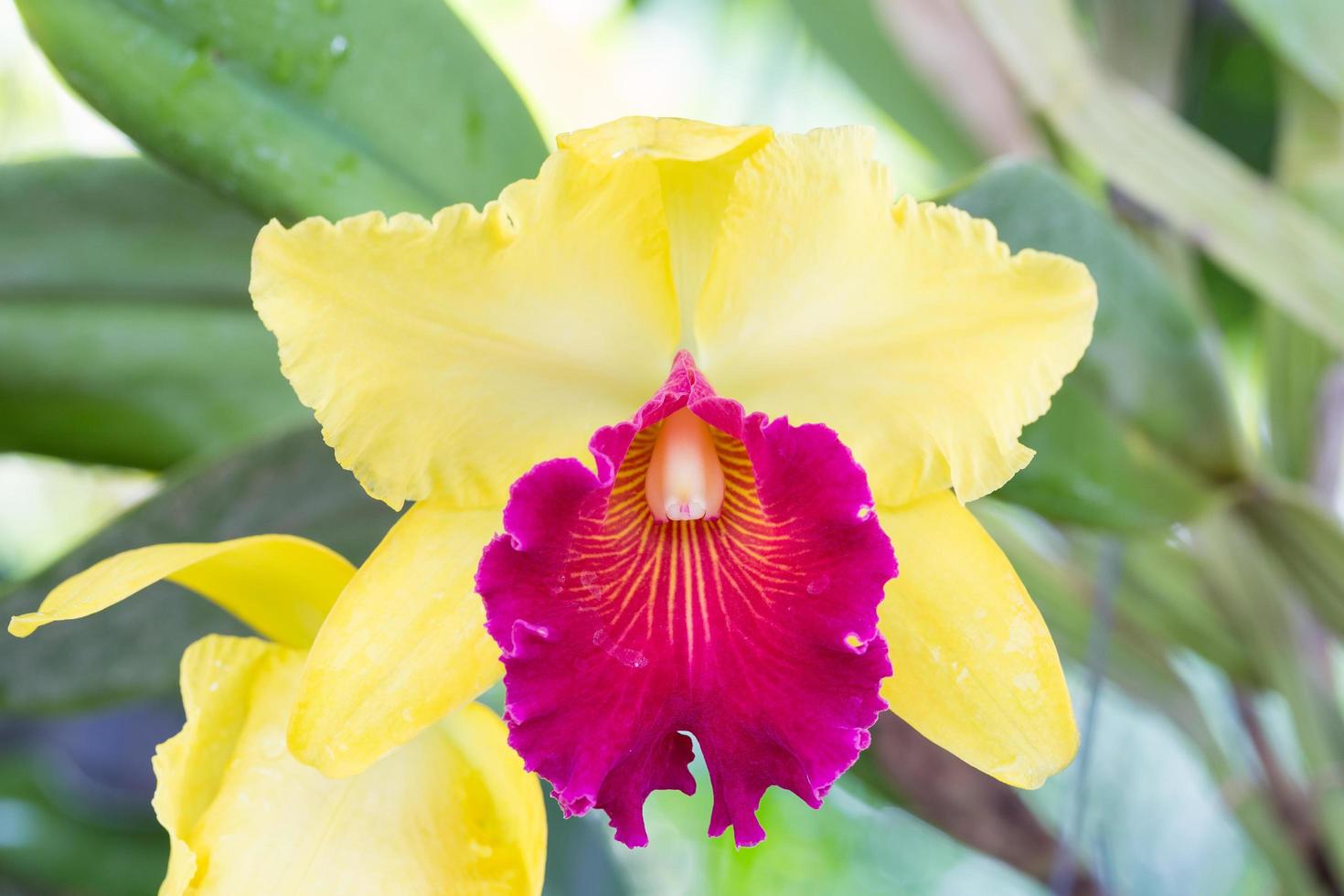 Yellow und purple orchid flower photo