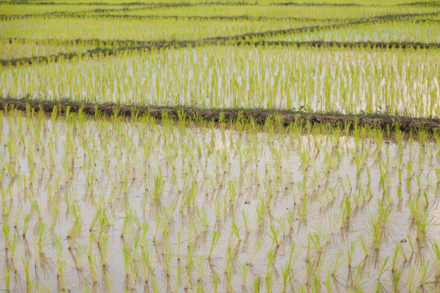 granja de arroz en tailandia foto