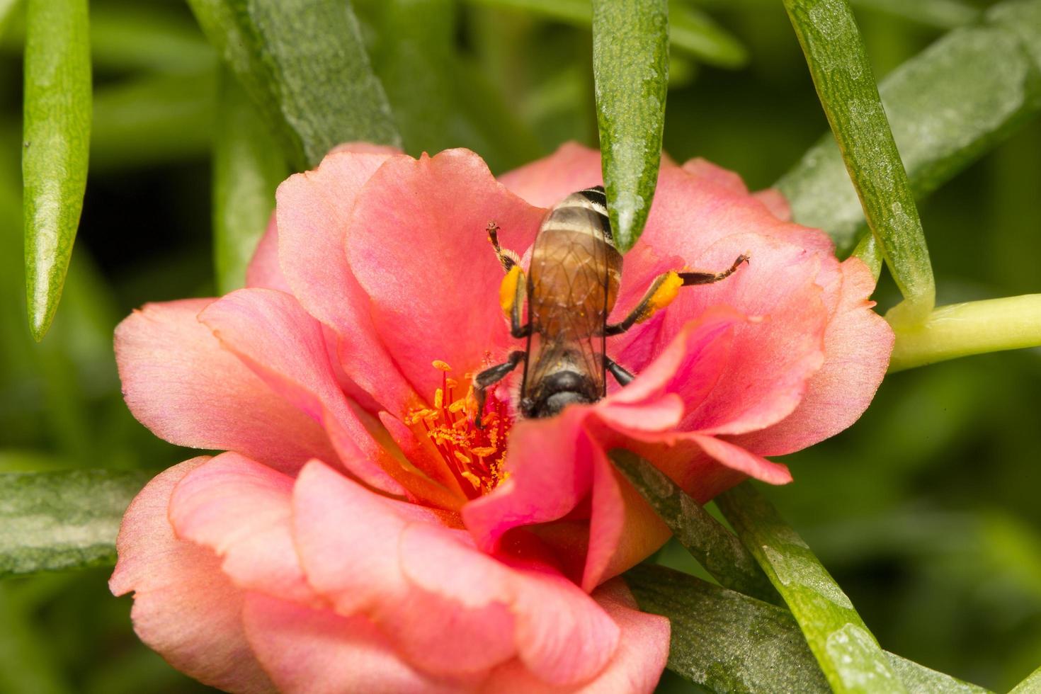 abeja buscando néctar en una flor foto