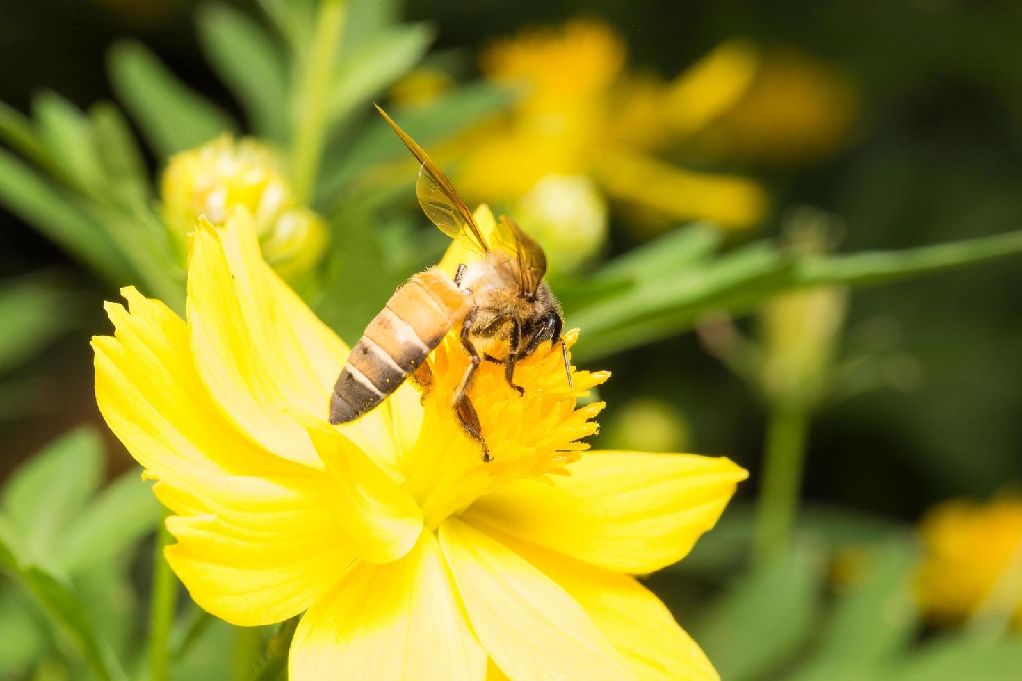 abeja buscando néctar en una flor foto