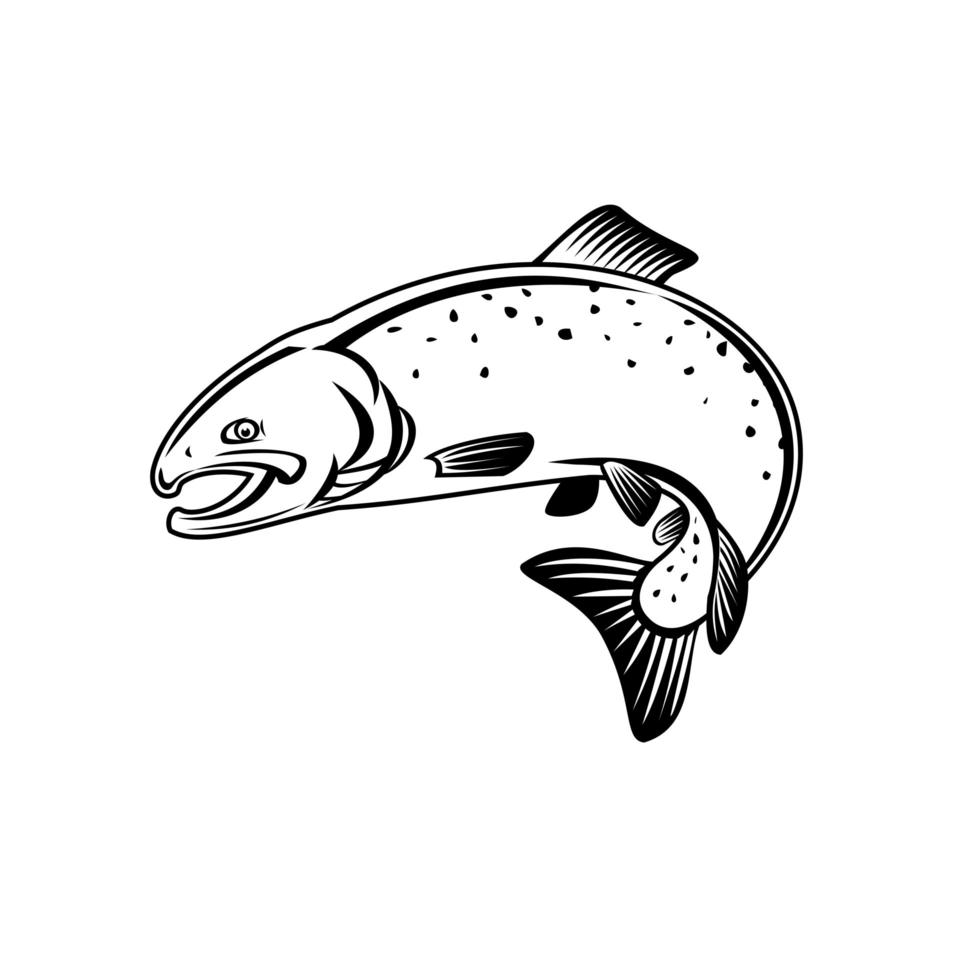 salmón coho oncorhynchus kisutch salmón plateado o plateado saltando retro xilografía en blanco y negro vector