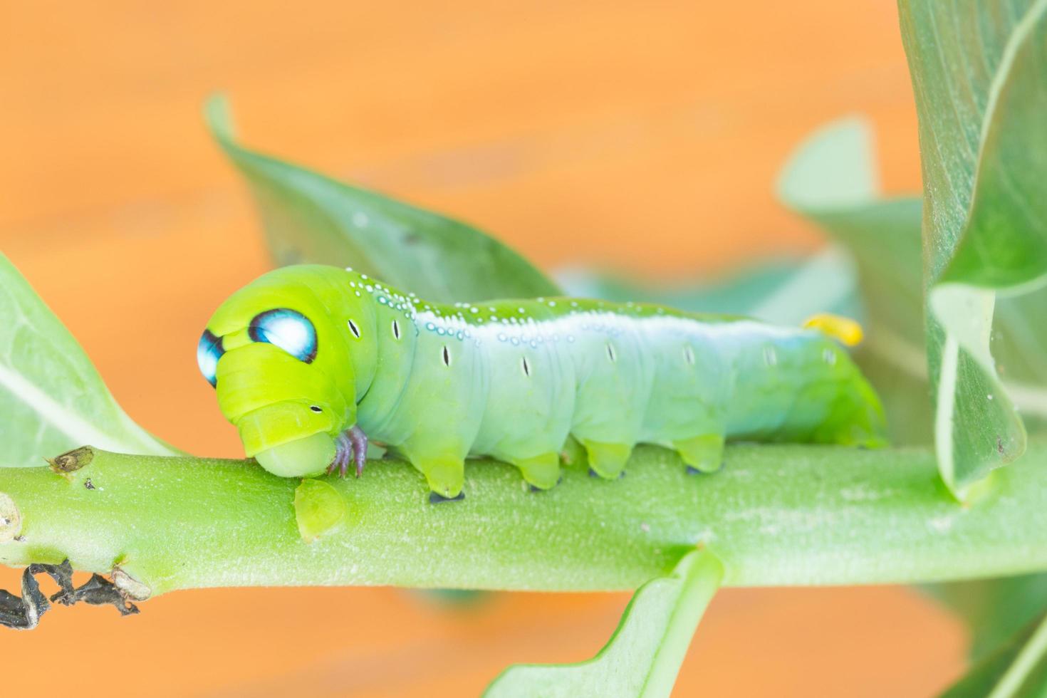 oruga en una planta foto