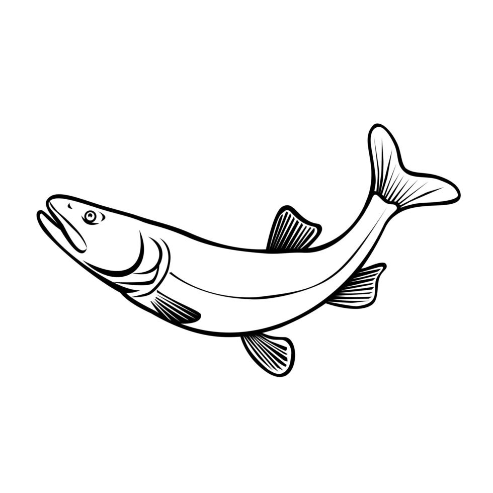 Colorado Pikeminnow Ptychocheilus Lucius or Colorado Squawfish Leaping Retro Black and White vector