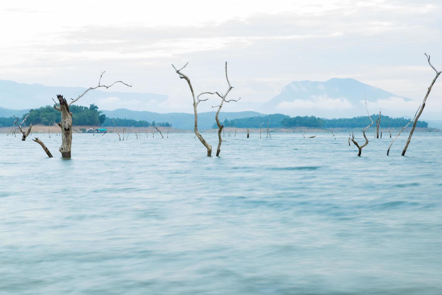 árboles secos en el lago foto