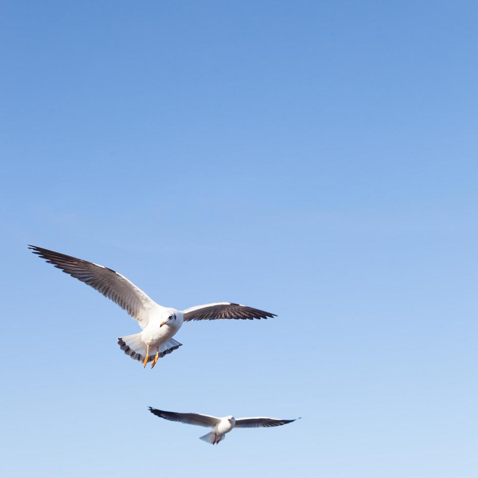 Seagulls in the sky photo