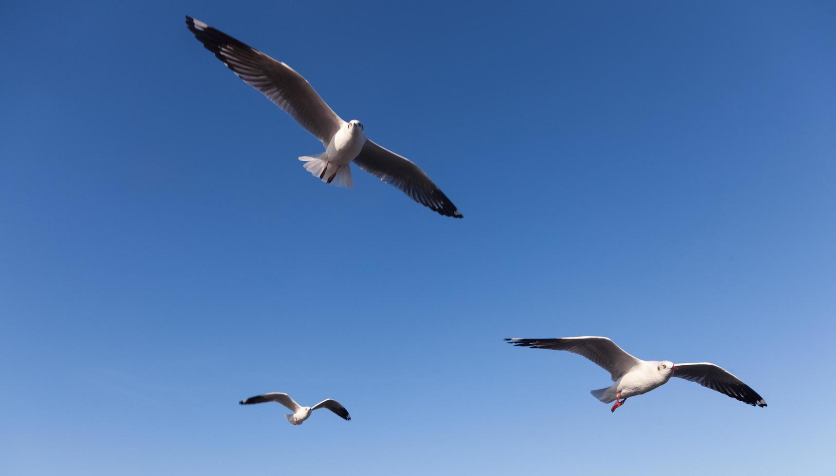 Seagulls in the sky photo