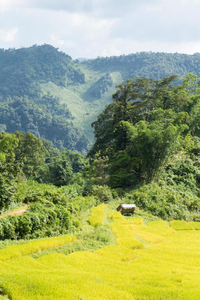 Rice farm in Thailand photo