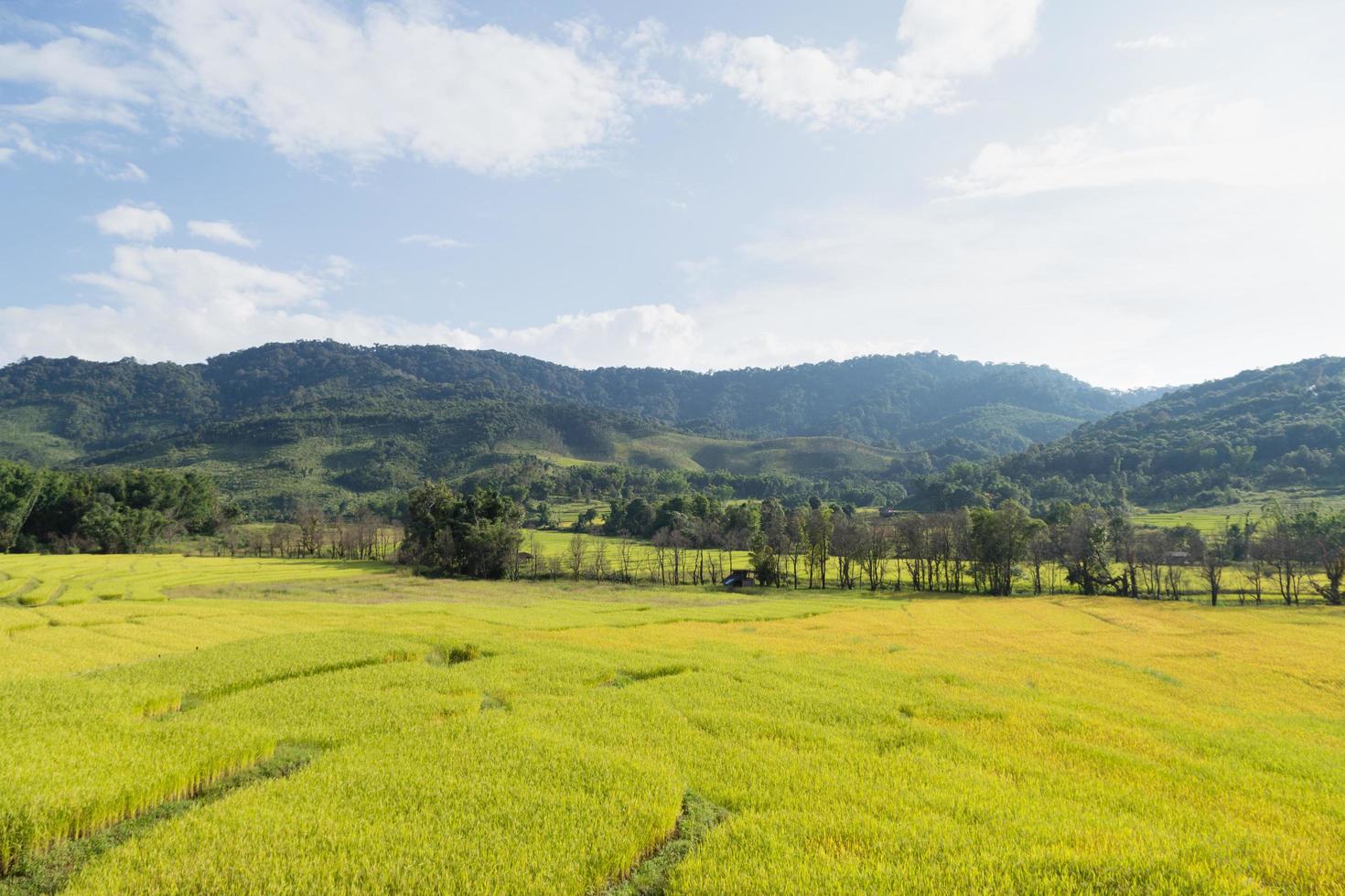 Rice farm in Thailand photo